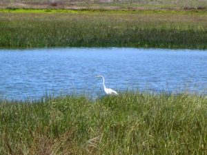 Egret in Reserve