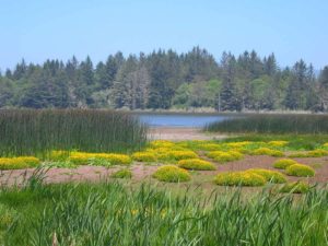 In June the marsh around the boat launch blooms a fabulous yellow.