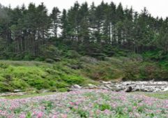 Silky Beach Pea wildflowers &amp; forest at False Klamath Cove, Redwood Natl &amp; State Parks (J.Chao 5-21-17)
